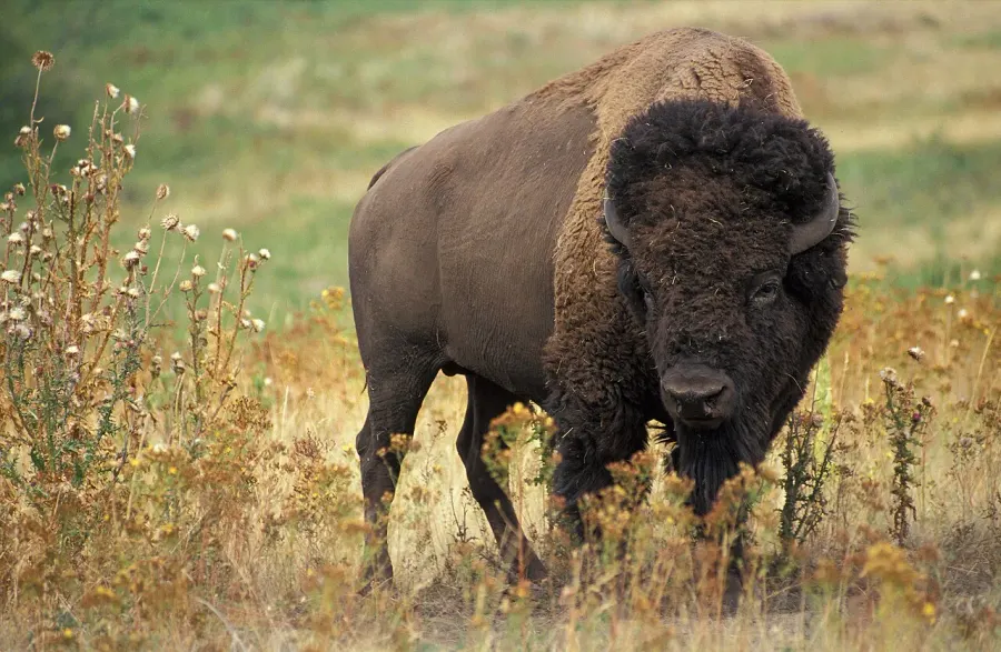 La carte Bison des plaines