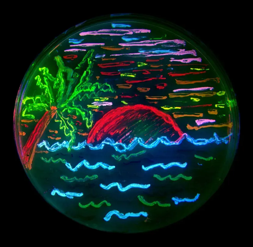 The Fluorophore card