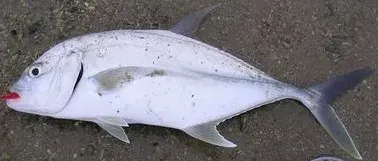 The Brassy trevally card