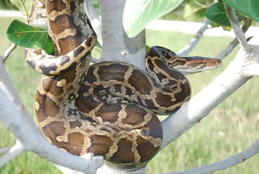 La carte Python molurus