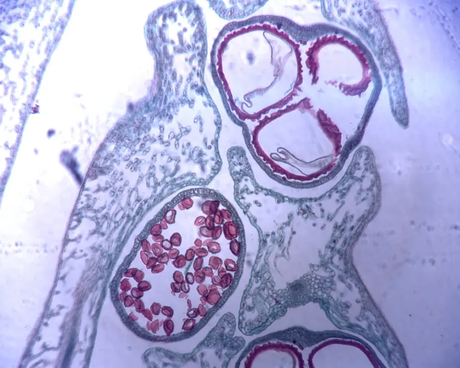 La carte Microspore