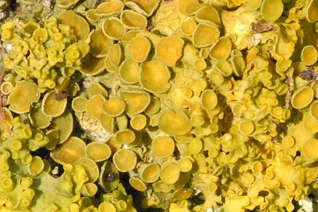 La carte Xanthoria