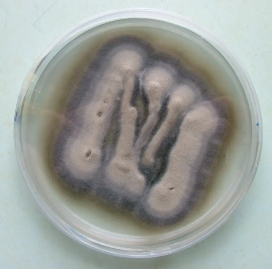 The Verticillium card