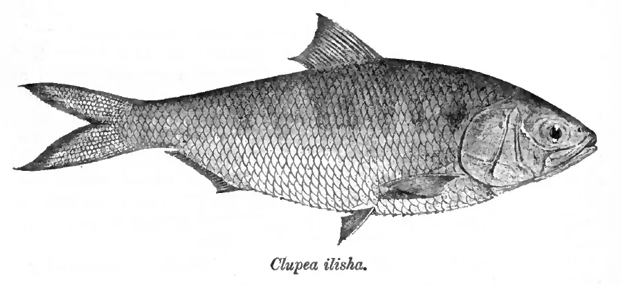 La carte Tenualosa