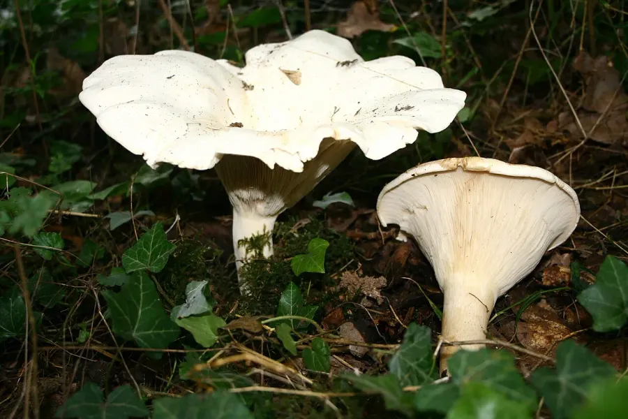 La carte Leucopaxille gigantesque