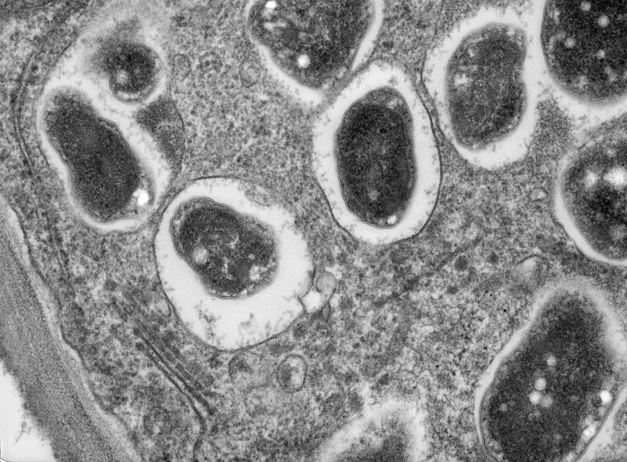La carte Endosymbiose