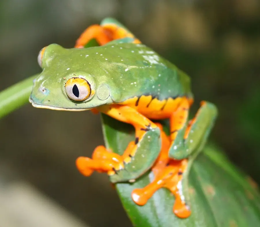 The Cruziohyla calcarifer card
