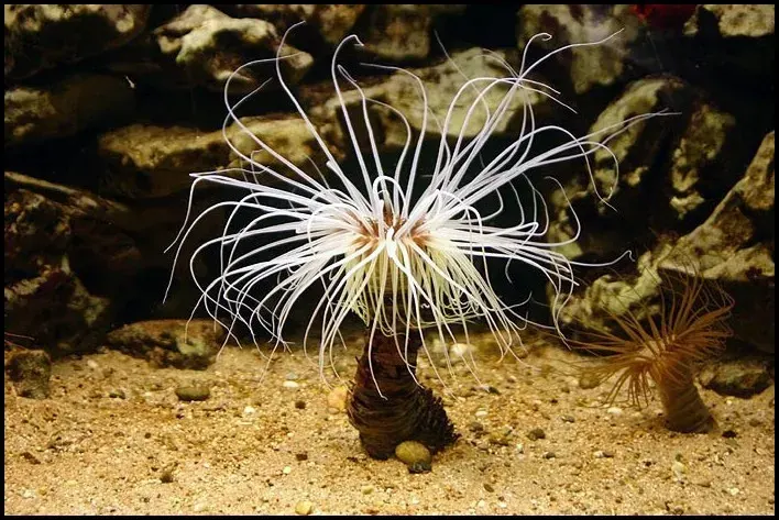 La carte Ceriantharia