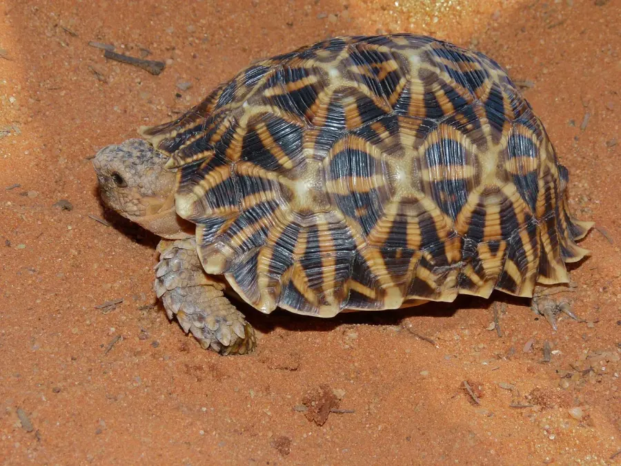 The Serrated tortoise card