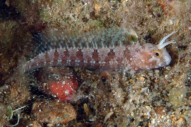 The Tentacled blenny card