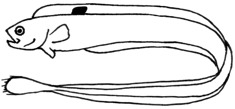 La carte Cepola macrophthalma