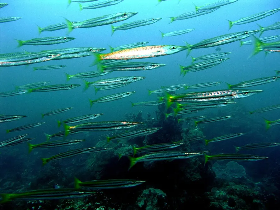 The Yellowtail barracuda card