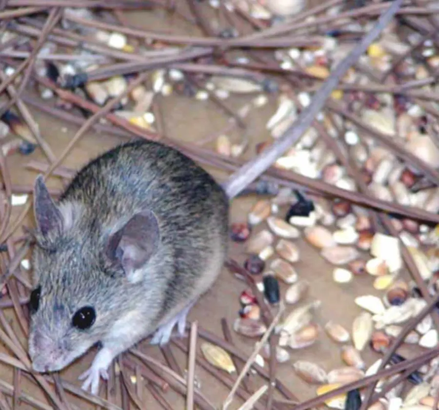 The Cypriot mouse card