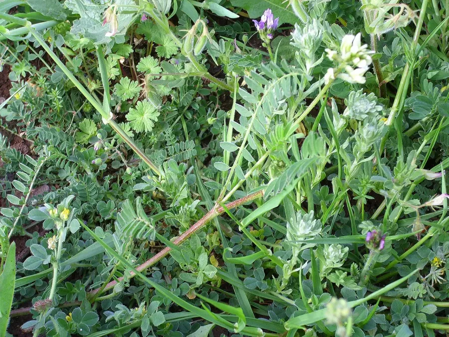 The Astragalus boeticus card