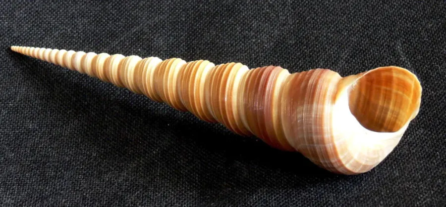 The Turritellidae card