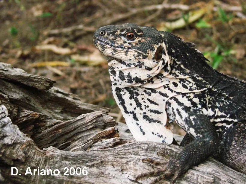 La carte Ctenosaura palearis