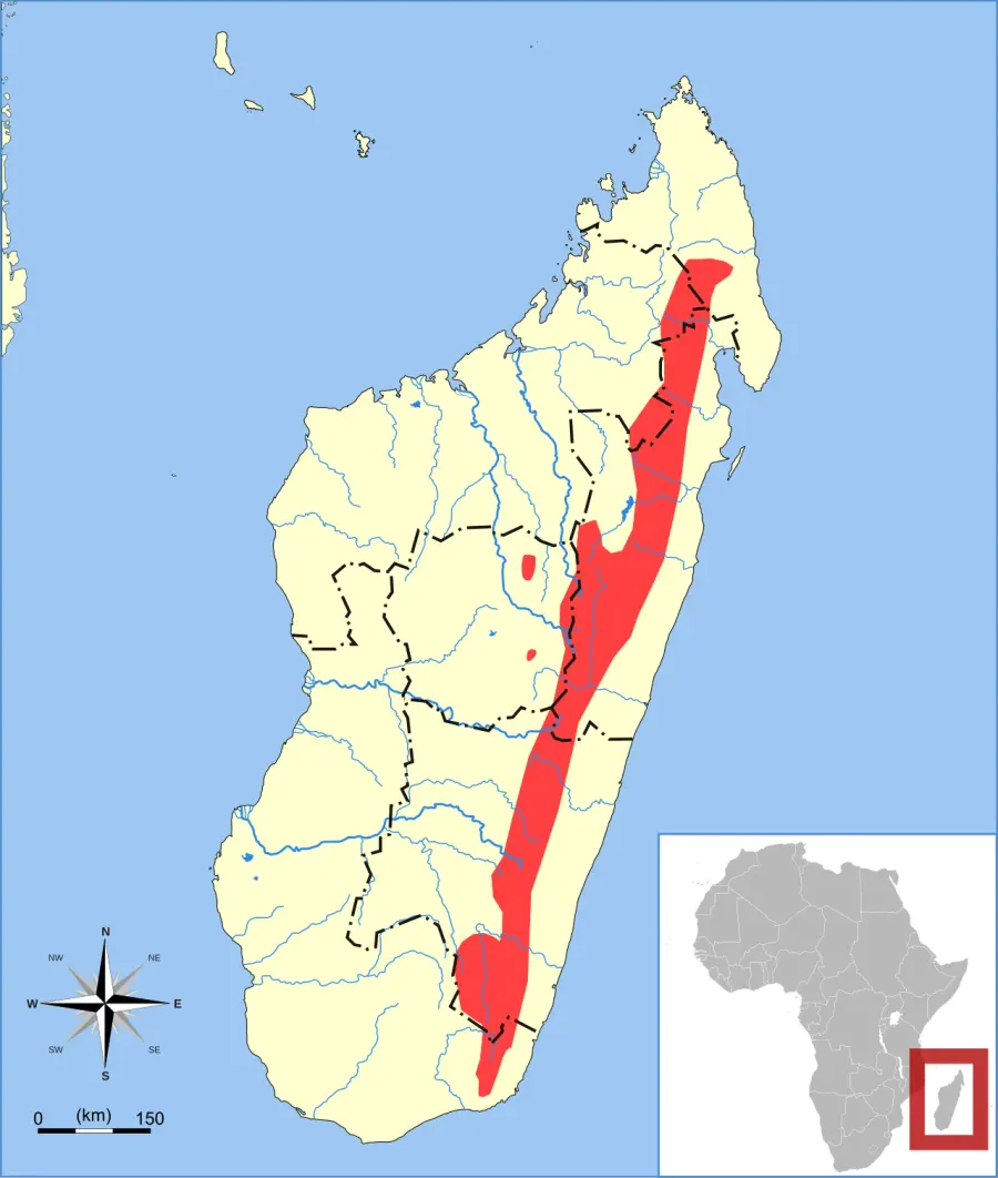 La carte Microgale gymnorhyncha