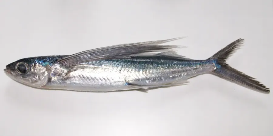 La carte Cheilopogon