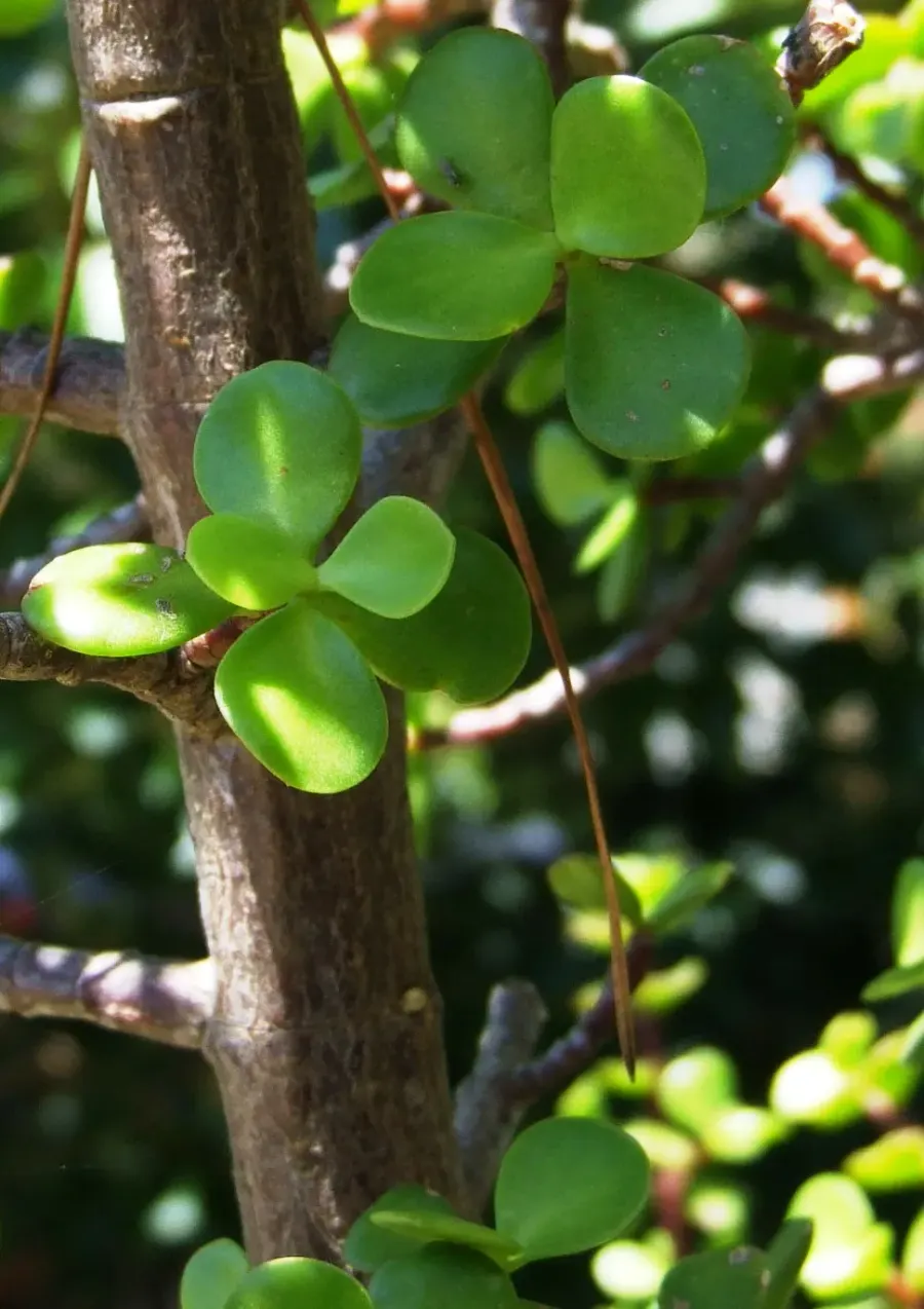 The Portulacaria card