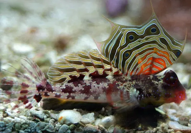 La carte Synchiropus ocellatus
