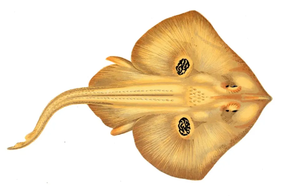 The Leucoraja naevus card