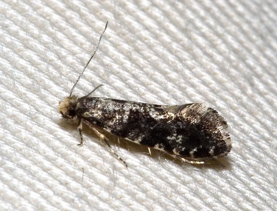 La carte Tineidae