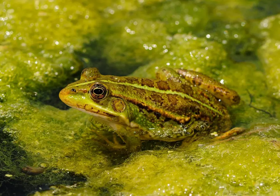 The Balkan frog card