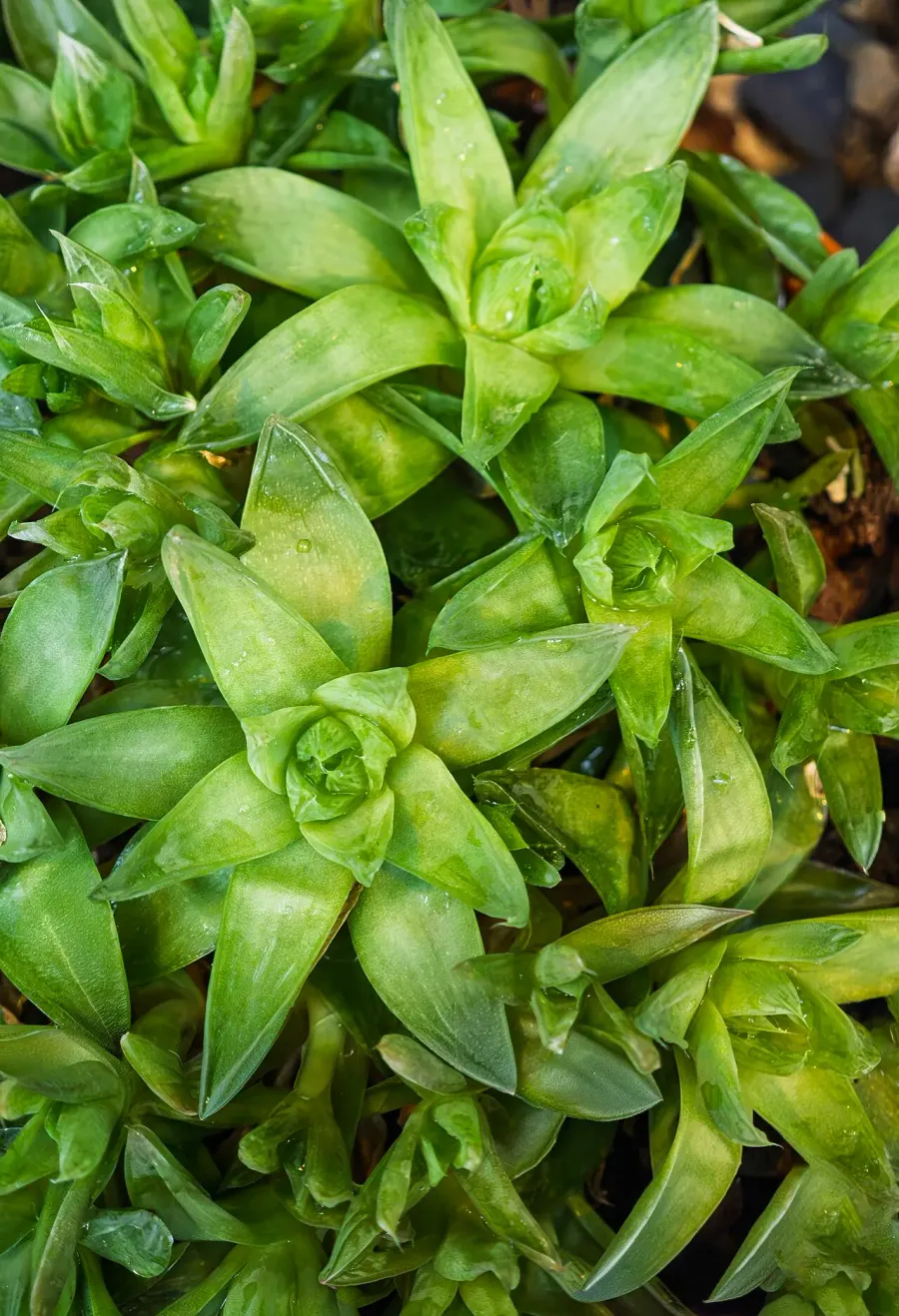 The Haworthia cymbiformis card