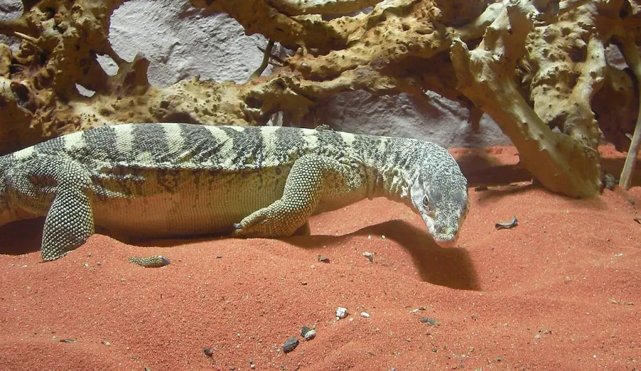 The Spencer's goanna card