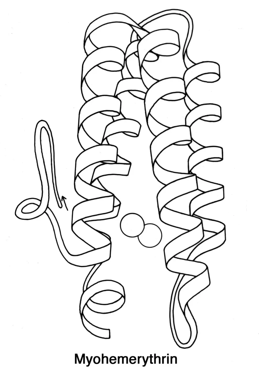 The Hemerythrin card