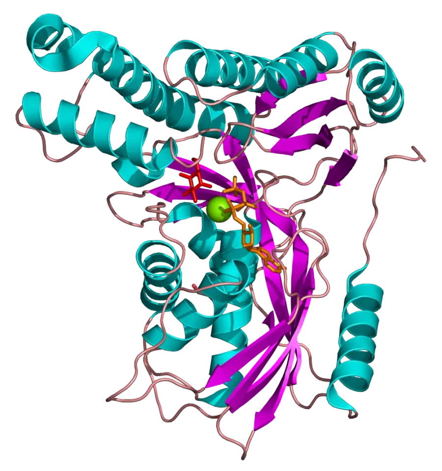 The Galactokinase card