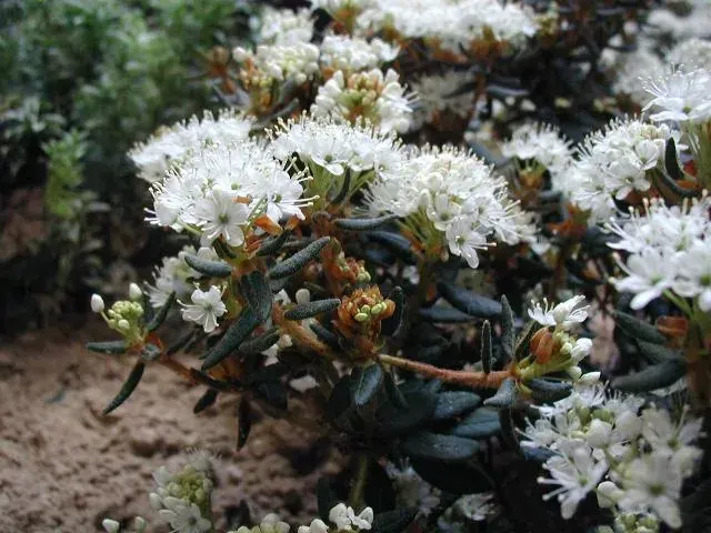 La carte Rhododendron tomentosum