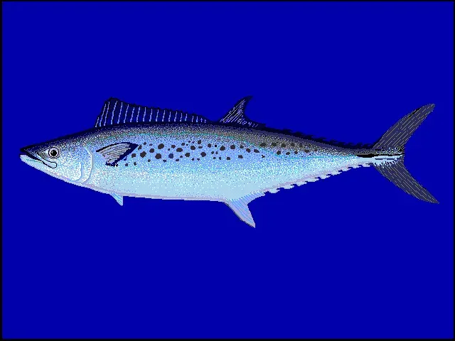 The Australian spotted mackerel card