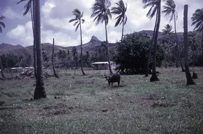 The Malesso, Guam card