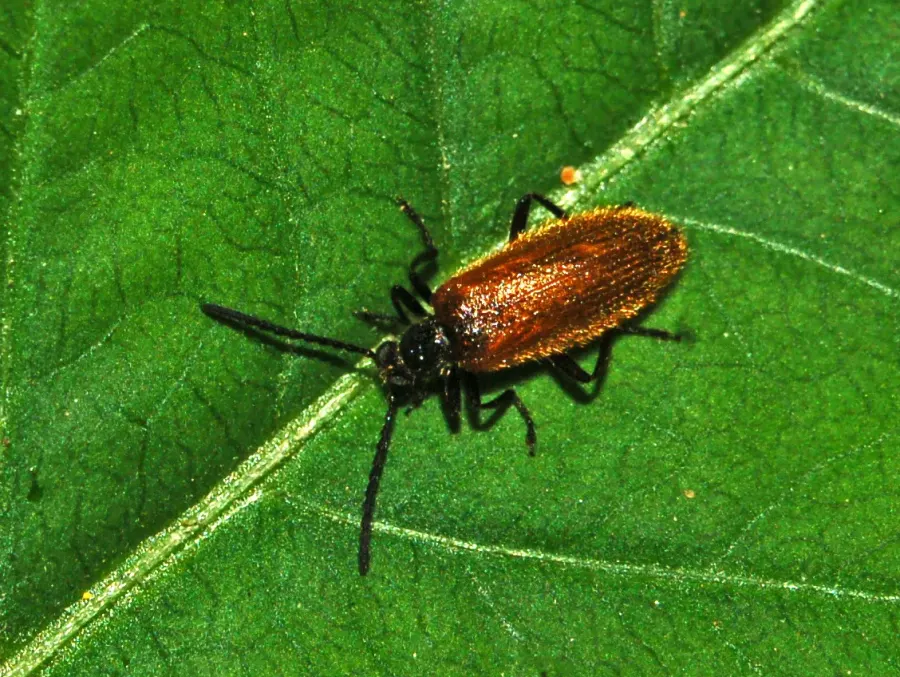 La carte Lagria hirta