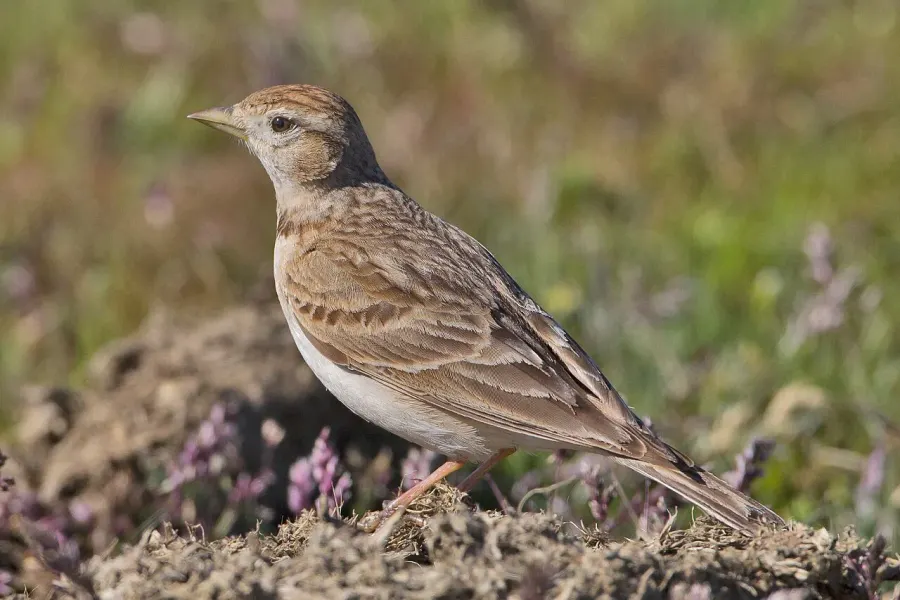 The Greater short-toed lark card