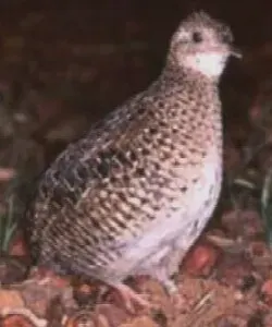 The Dwarf tinamou card