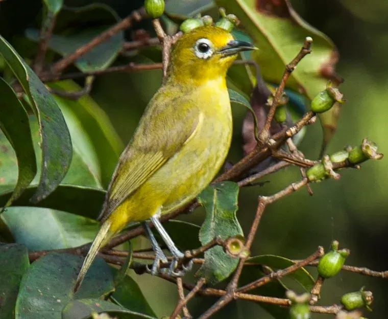 The Yellowish white-eye card