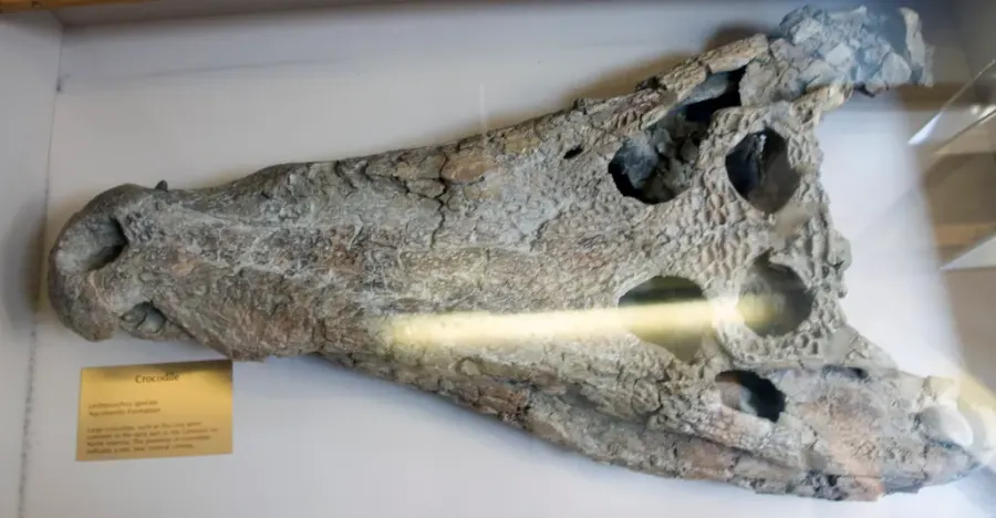 La carte Borealosuchus