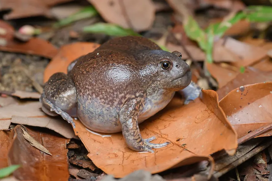 La carte Glyphoglossus molossus