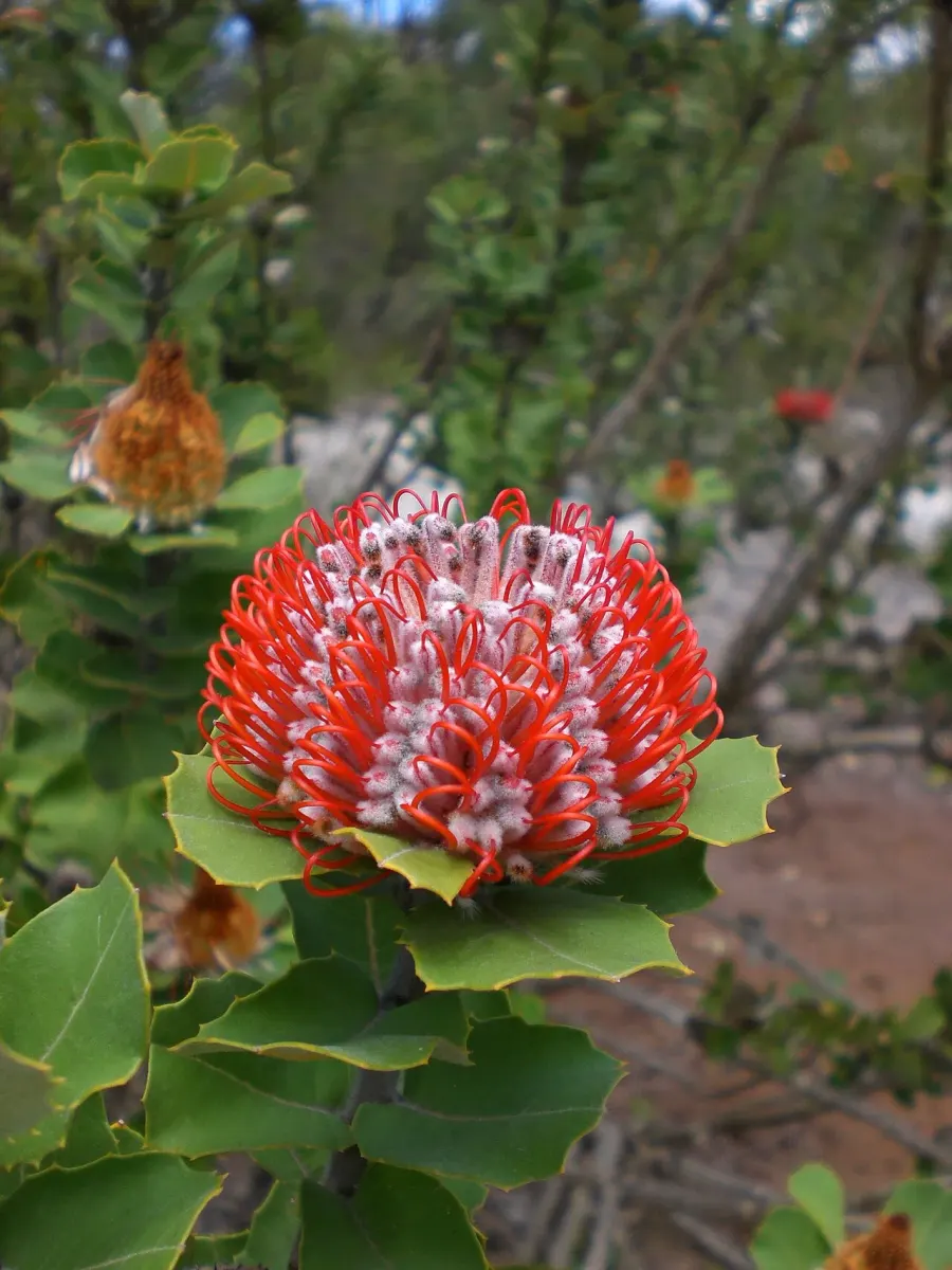 La carte Banksia coccinea