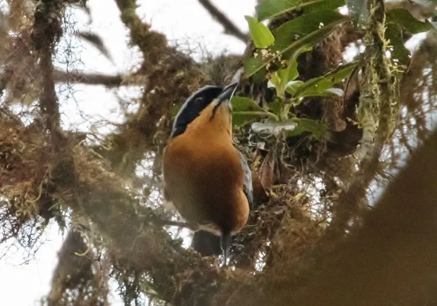 The Chestnut-bellied mountain tanager card