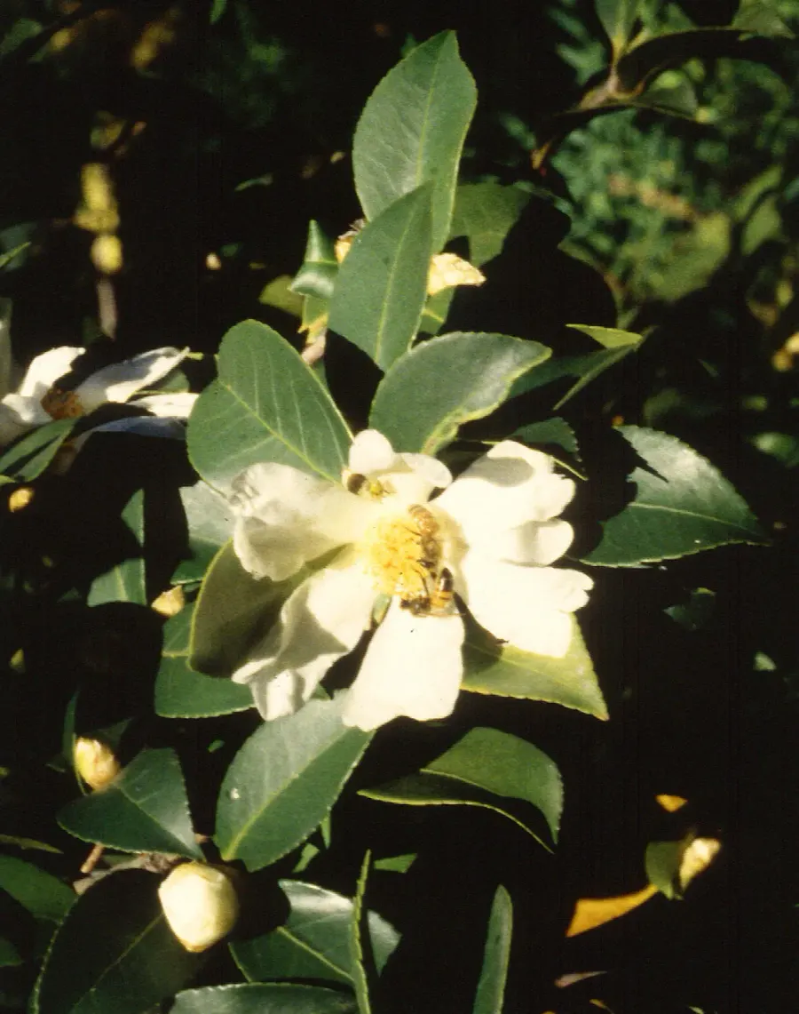 The Camellia oleifera card