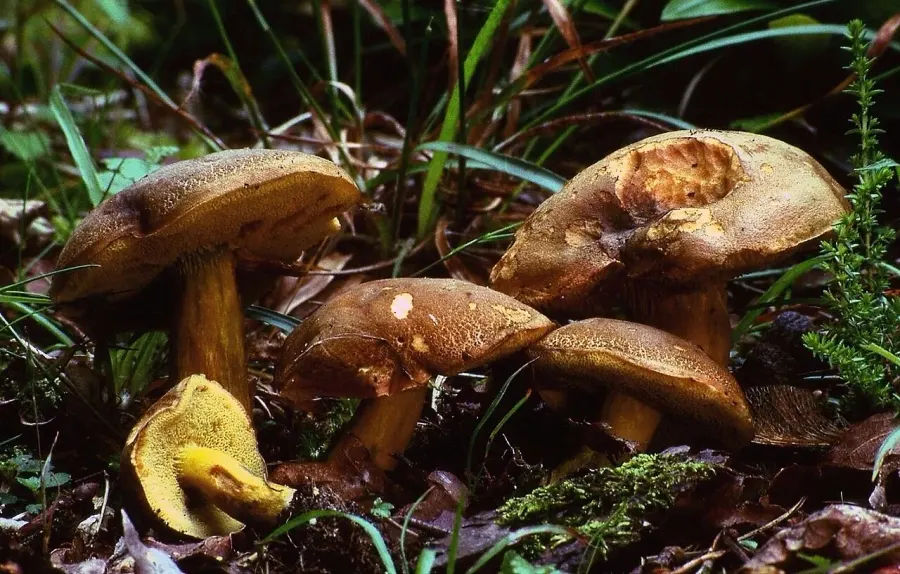 The Xerocomellus porosporus card