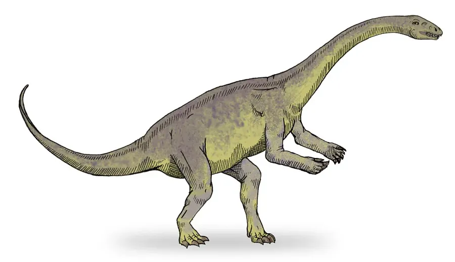 La carte Massospondylidae