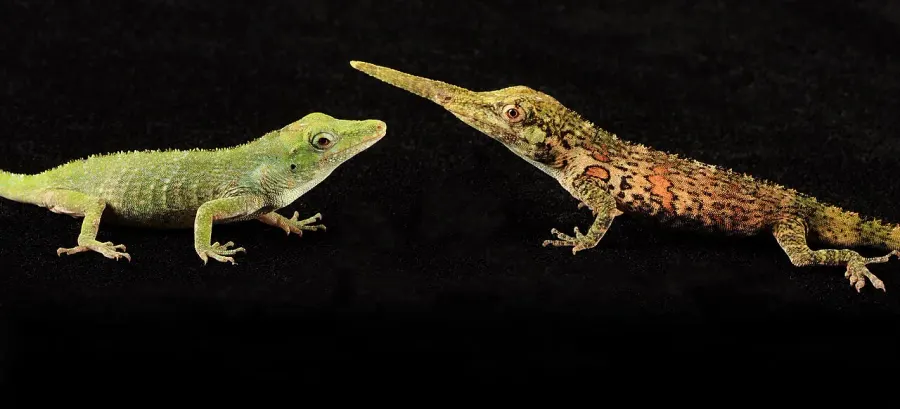 The Anolis proboscis card