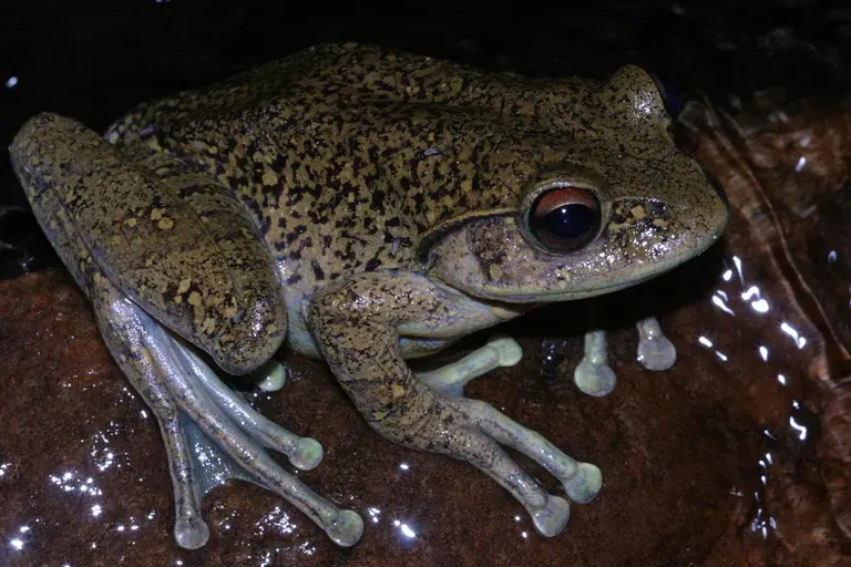 The Boophis goudotii card