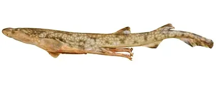 The Asymbolus card