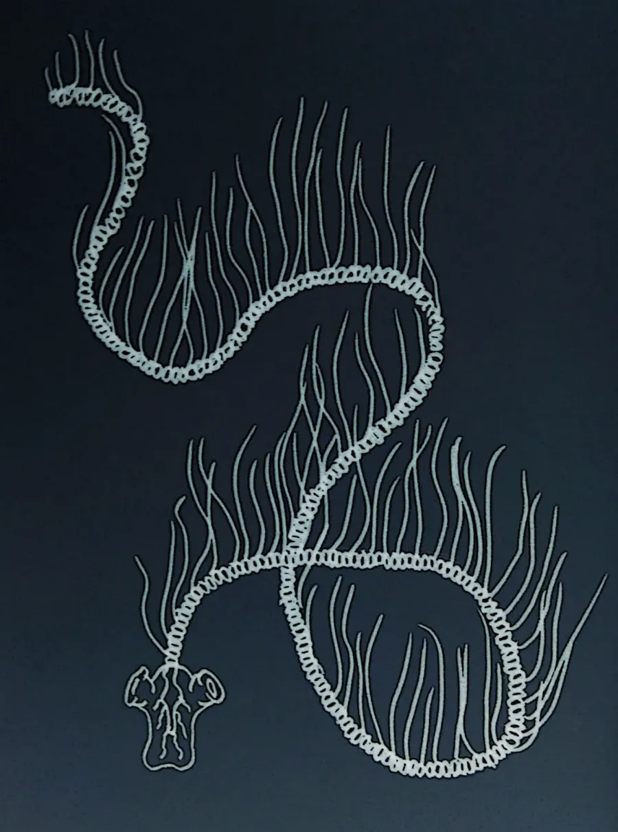 La carte Siphonophore géant