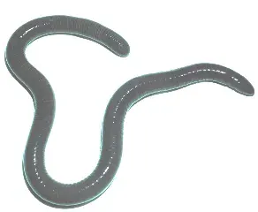La carte Gymnopis